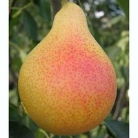 articul-A81373